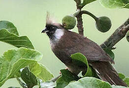 Speckled Mousebird