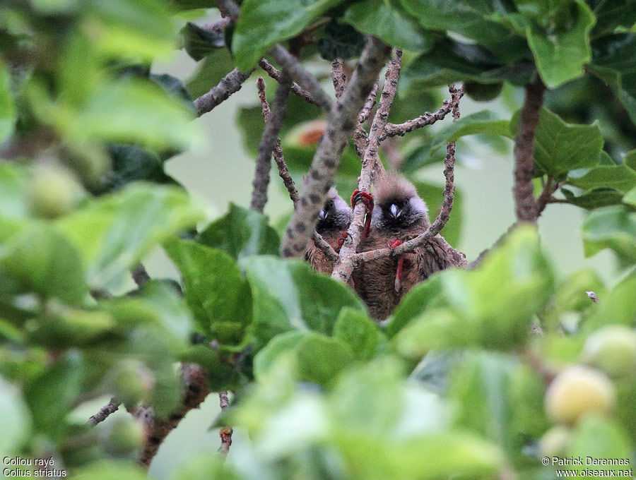 Speckled Mousebird, identification, Behaviour