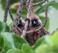 Speckled Mousebird