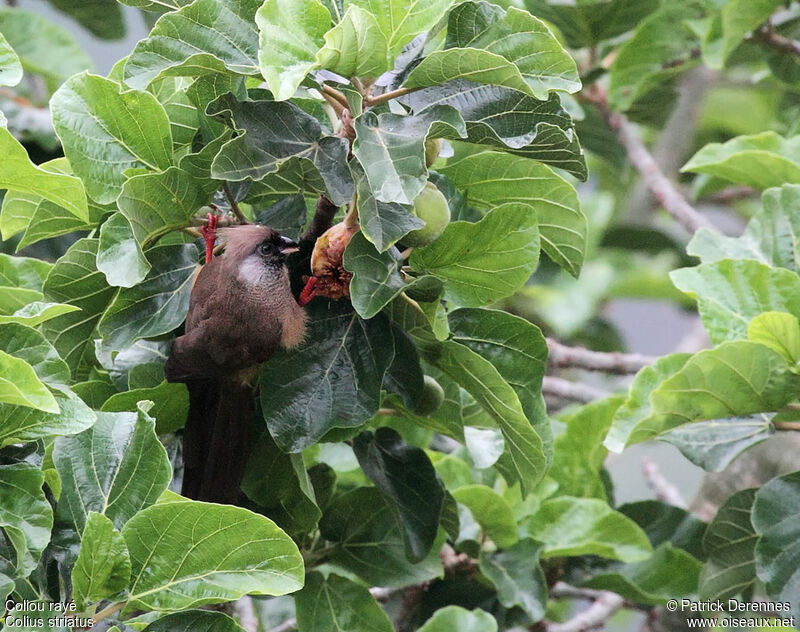 Speckled Mousebird, identification, feeding habits
