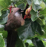 Speckled Mousebird