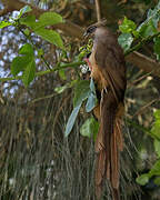 Speckled Mousebird