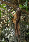 Speckled Mousebird