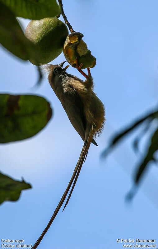 Speckled Mousebirdadult, identification