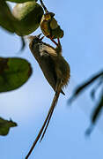 Speckled Mousebird