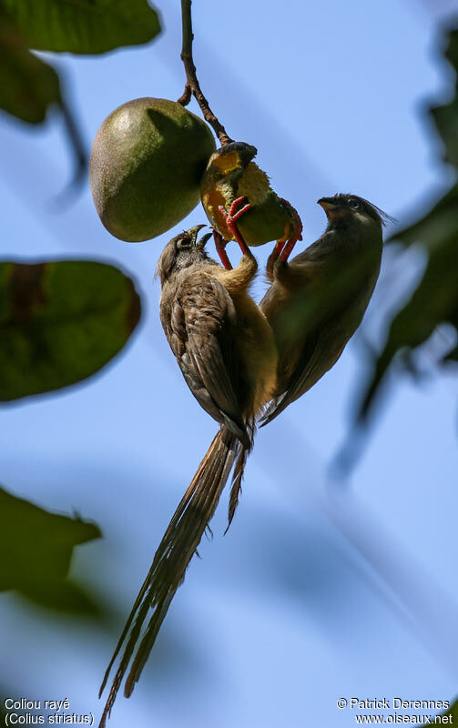 Speckled Mousebirdadult, identification