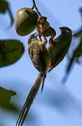 Speckled Mousebird