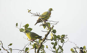 Orange-breasted Green Pigeon