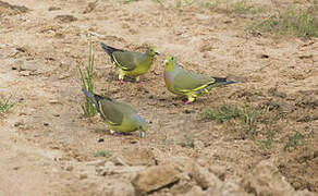 Orange-breasted Green Pigeon