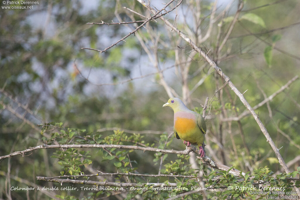 Colombar à double collier mâle, identification, habitat