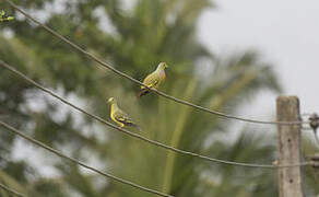 Orange-breasted Green Pigeon