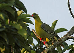 African Green Pigeon