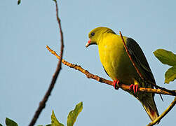 African Green Pigeon