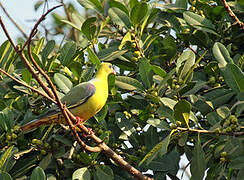 African Green Pigeon