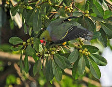 African Green Pigeon