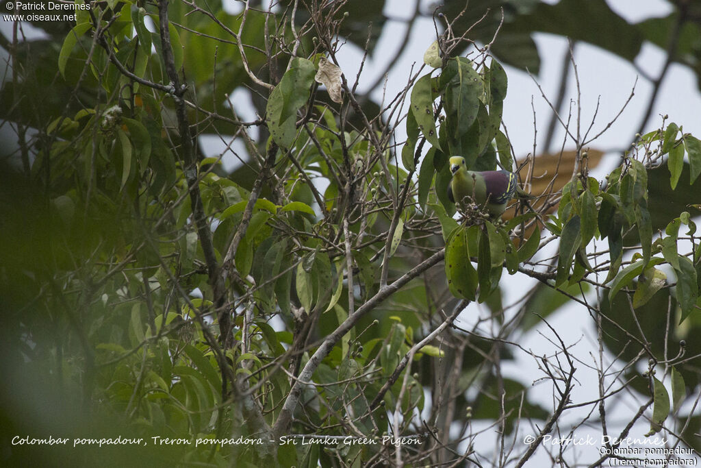 Sri Lanka Green Pigeon, identification, habitat, feeding habits, eats