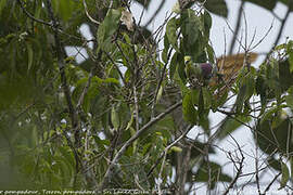 Sri Lanka Green Pigeon