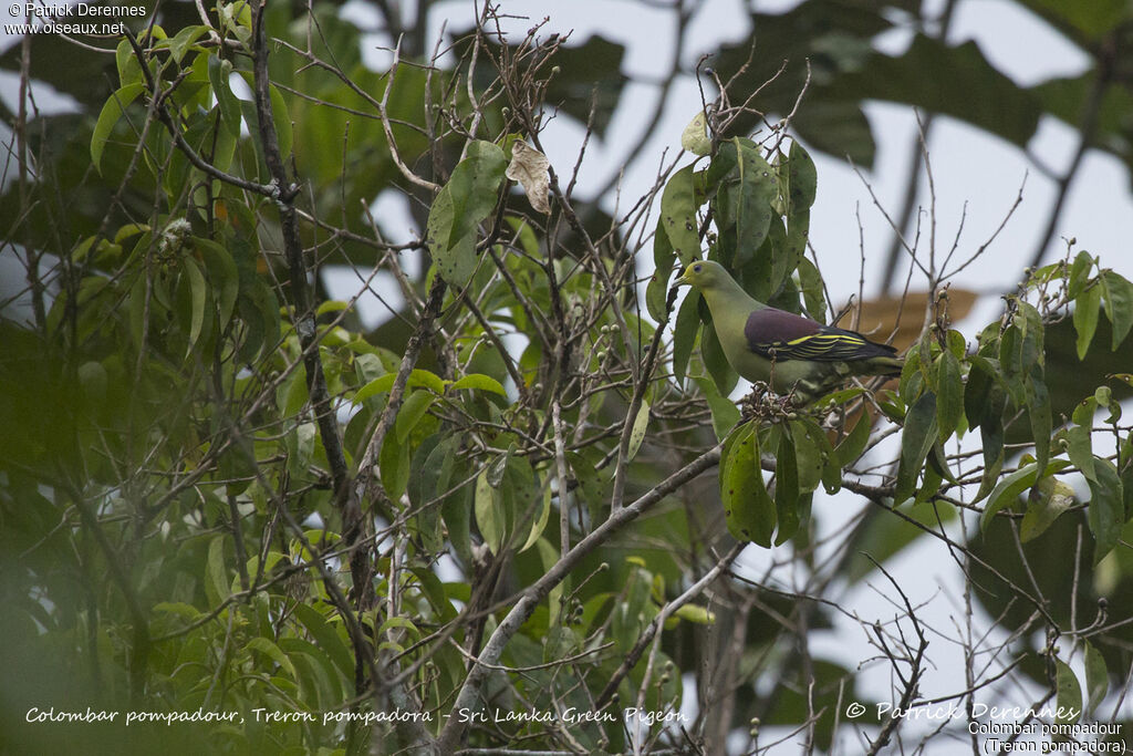 Sri Lanka Green Pigeon male, identification, habitat