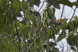 Sri Lanka Green Pigeon