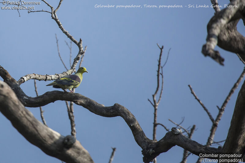 Sri Lanka Green Pigeon, identification, habitat