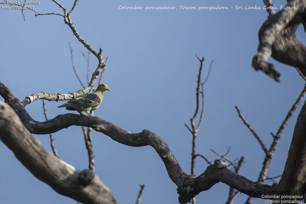 Sri Lanka Green Pigeon, identification, habitat