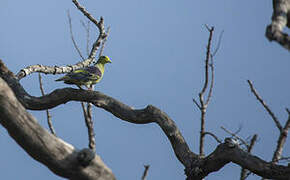 Sri Lanka Green Pigeon