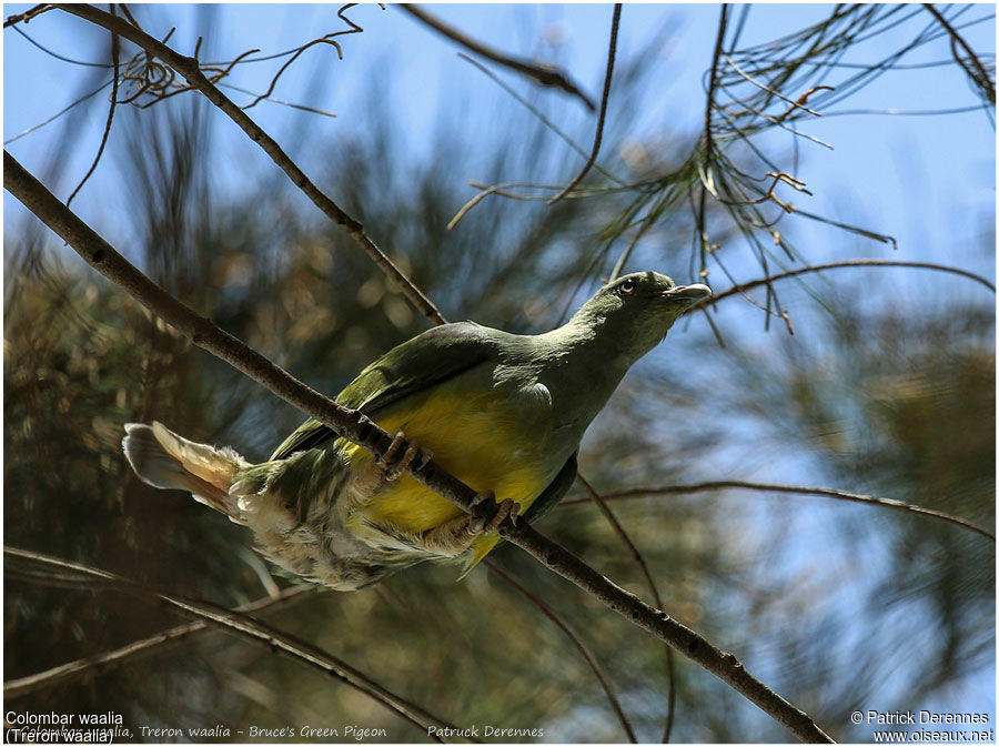 Bruce's Green Pigeonadult