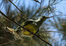 Bruce's Green Pigeon