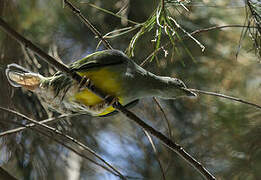 Bruce's Green Pigeon