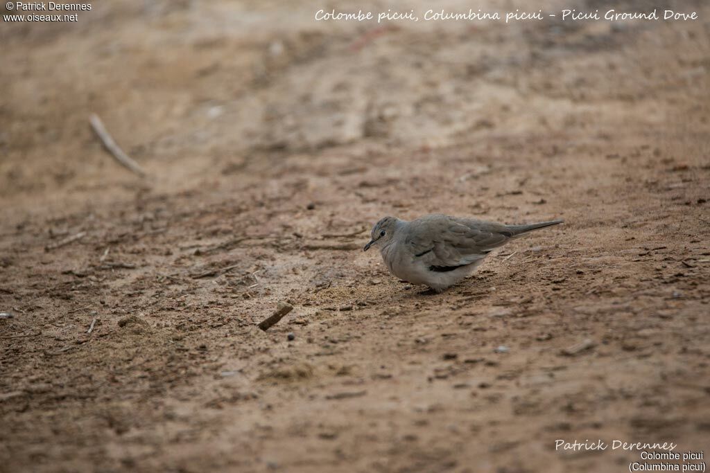 Picui Ground Dove, identification