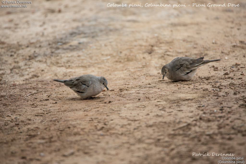 Picui Ground Dove, identification