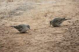 Picui Ground Dove