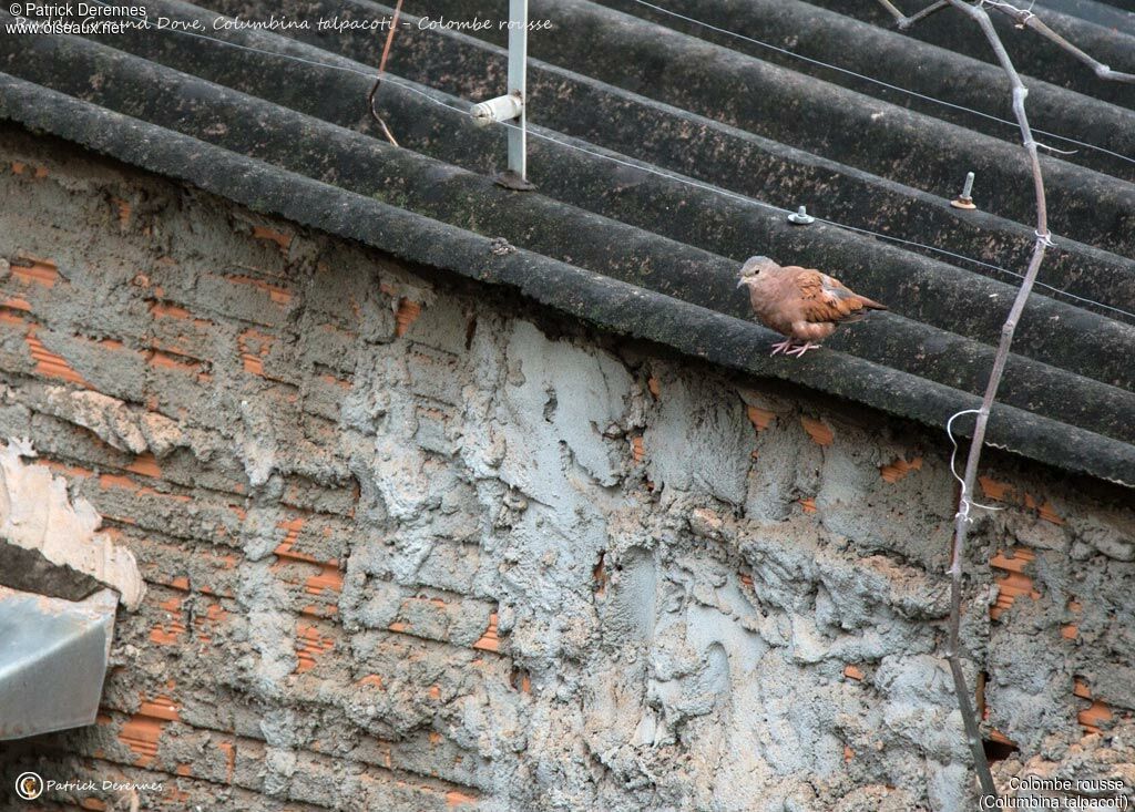 Ruddy Ground Dove