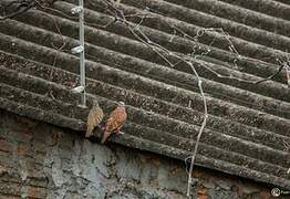 Ruddy Ground Dove