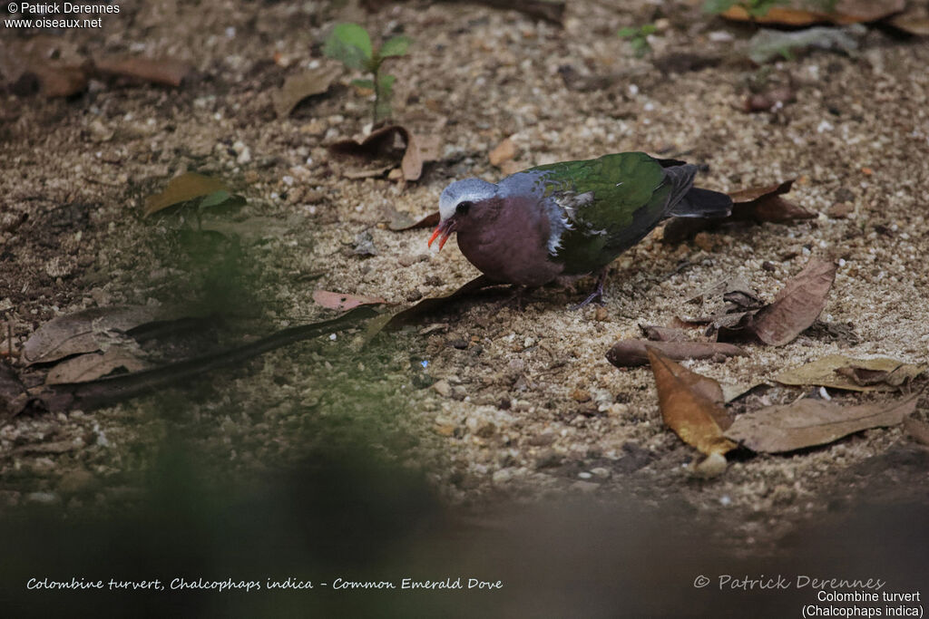 Common Emerald Dove male, identification, habitat