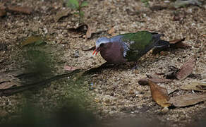 Common Emerald Dove