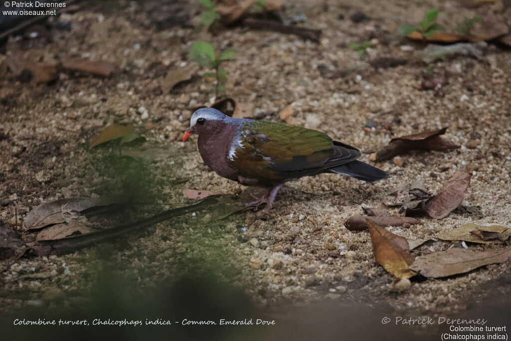 Colombine turvert mâle, identification, habitat