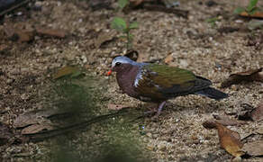 Common Emerald Dove