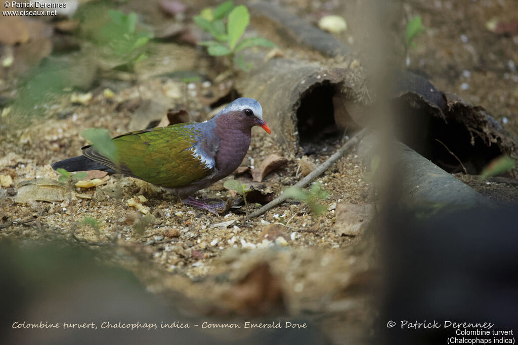 Common Emerald Dove male, identification, habitat