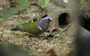 Common Emerald Dove