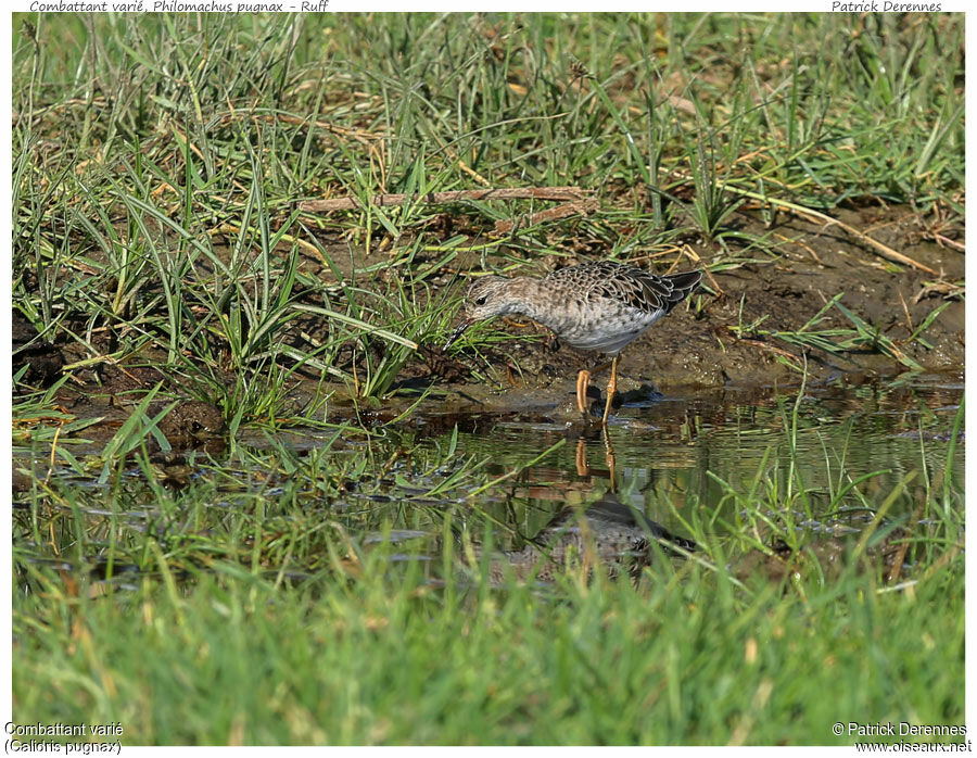 Combattant varié, identification