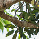 Conure à tête bleue