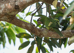 Conure à tête bleue