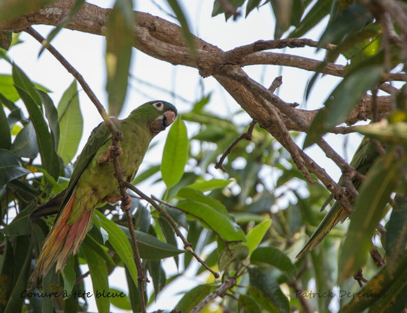 Blue-crowned Parakeet, identification, habitat