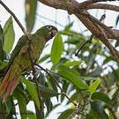 Conure à tête bleue