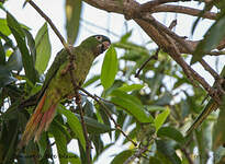 Conure à tête bleue