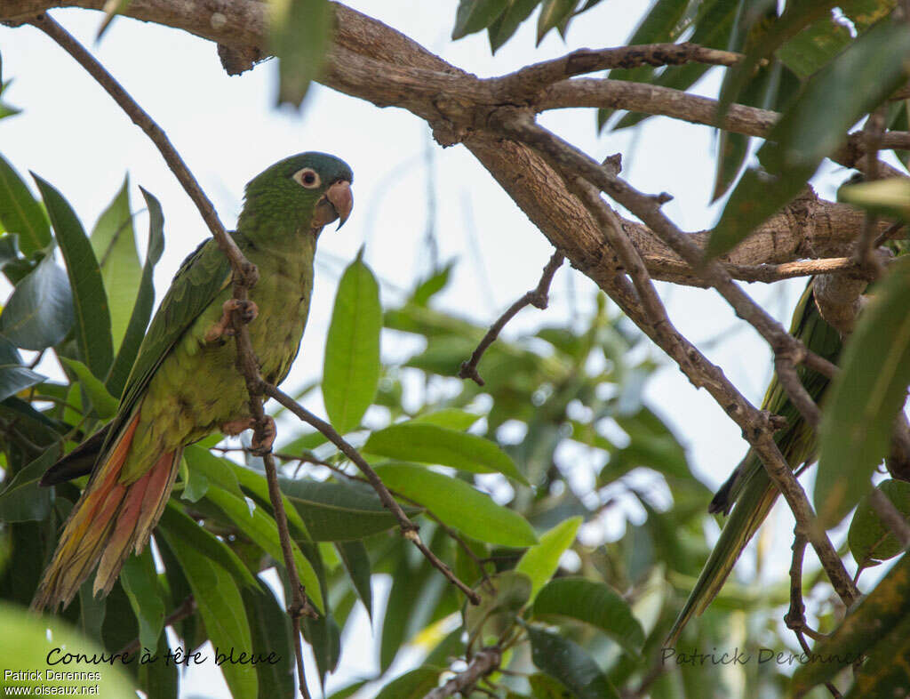 Blue-crowned Parakeetadult, habitat, camouflage, pigmentation