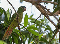 Conure à tête bleue