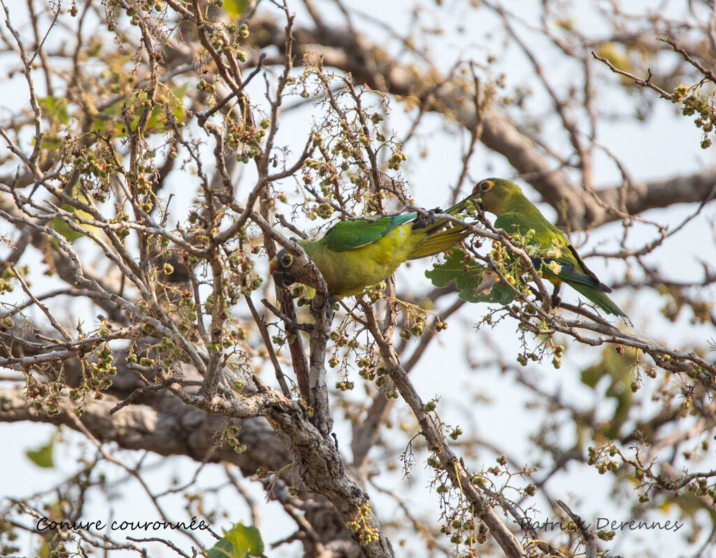 Peach-fronted Parakeet, identification, habitat, feeding habits, eats