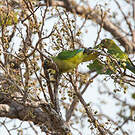 Conure couronnée